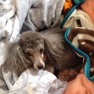 トイプードル（グレー）のメス♀