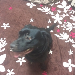 10ヶ月のメスです