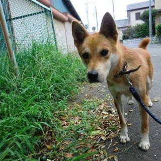 10キロ吠えなし留守番可能な男の子