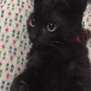かぎしっぽ金目　くろ猫ちゃん♂
