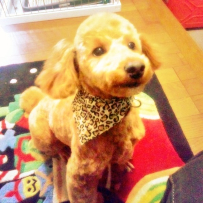 toozeeのカバー写真