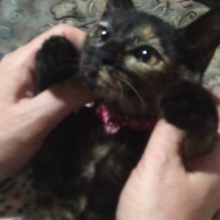 かわいらしいさび猫♀