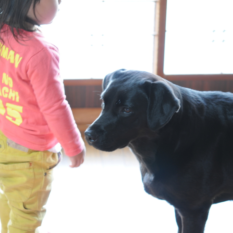 ぴこのカバー写真