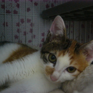 家猫修行完了！ゴロゴロミケ「あかねちゃん」