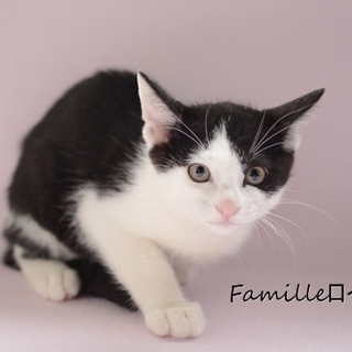 白黒　子猫　ロイ君里親様募集！ 