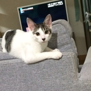 決定☆『ラム』背中にハートマーク。ゴロゴロ、