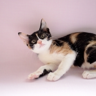 三毛子猫　キャンちゃん里親様募集! 