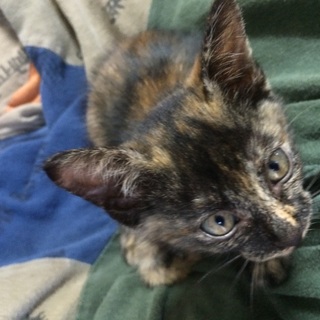 ゲージやトイレなど一通りの道具もお譲りします！