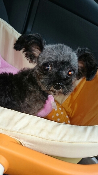 ファーファの家族になって 岐阜県 犬の里親募集 ペットのおうち 月間利用者150万人