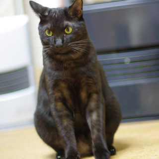 ブラックスモークのイケニャン♪