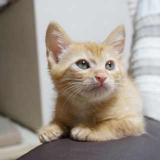 寝相が面白い茶トラ君