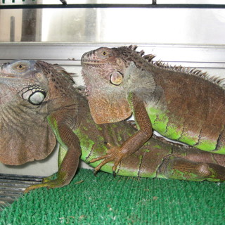イグアナ2匹の里親募集