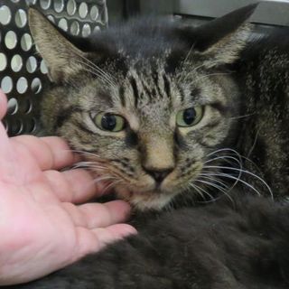 穏やかな良い子です