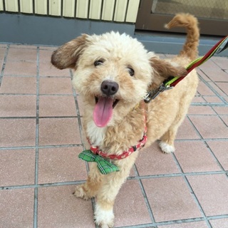 甘えん坊なmix犬(チワワ×プードル)のミクくん