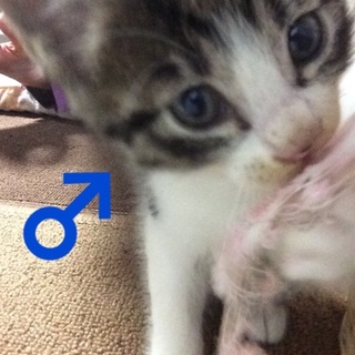 キジ白 元気な男の子