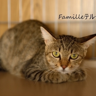 キジトラのテルーちゃん　里親様募集! 