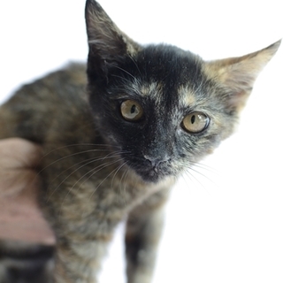 サビのスーちゃん里親様募集 