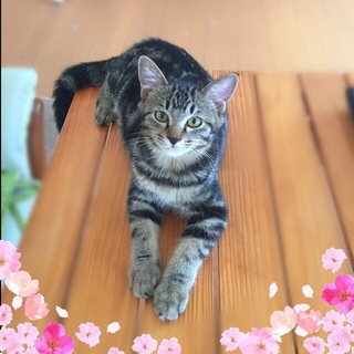 アメショ柄子猫　先住猫、犬がいるお宅も大丈夫です