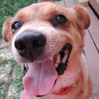  何よりお散歩大好き　パワフル元気娘　トコちゃん