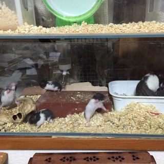 ゴールデンハムハム・パンダ模様