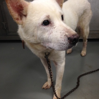 紀州犬のようなしろ子さん！