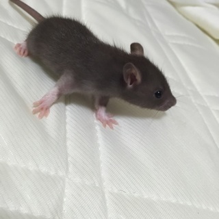 ファンシーラット里親募集