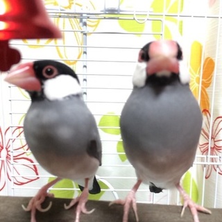 桜文鳥つがいの里親様募集