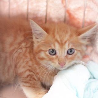 ３兄弟　茶とらちゃん　1.5ヶ月