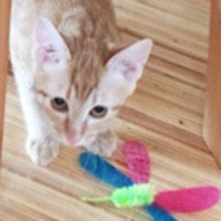 宮城、福島でお見合い可★さくらちゃん