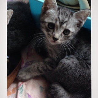 迎え入れて下さい‼︎グレートラ柄の可愛い子猫です☆