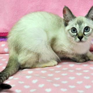 ちょっぴりシャイなシャムミックスの女の子