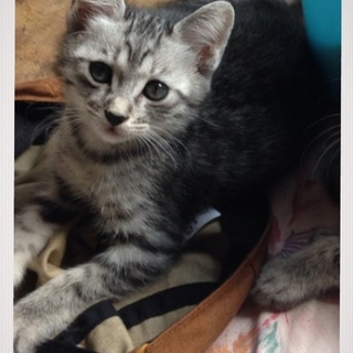 里親さんが決まりました☆ありがとうございます‼︎