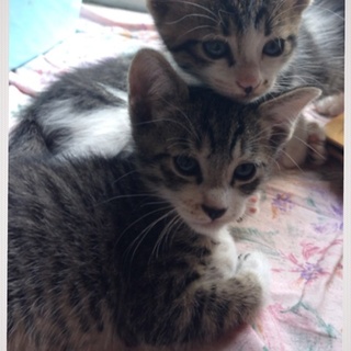 キジ白子猫里親募集‼︎迎え入れて下さい‼︎