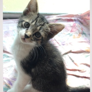 里親さん決定しました‼︎ありがとうございました☆