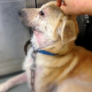 左前脚の先を失っても、頑張っているたのすけくん！