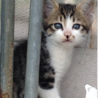 里親さん決定しました‼︎ありがとうございます☆