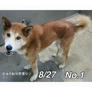 愛媛県動物愛護センターに保護されています！