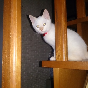 階段の下から5段目ここが最近のお気に入り