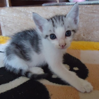 グレー×白♂　生後１ヶ月