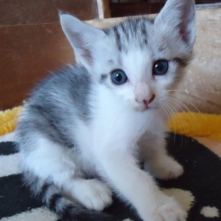 グレー×白♀　生後１ヶ月