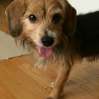 ケンケン、やさしい男の子です。