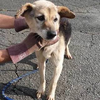 最終期限！！無駄吠えなく落ちついた性格の男の子