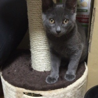 甘えん坊な女の子です