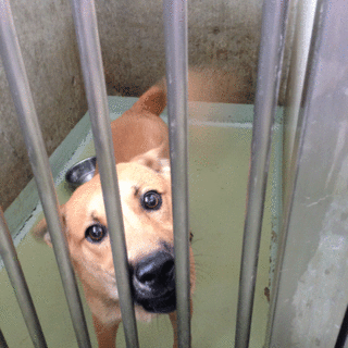 ハナグロ君、とてもお利口です！