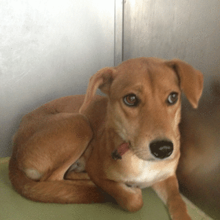 臆病でおとなしい、雑種ちゃんです。