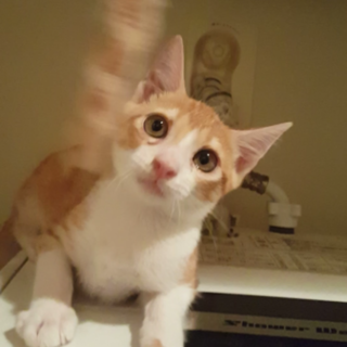 茶トラ★オス・未去勢★空輸可★医療費負担なし