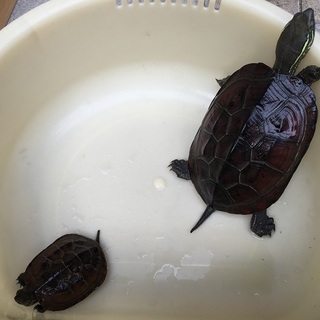 クサガメ　大　小