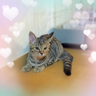 キジトラ子猫　先住猫、犬がいるお宅も大丈夫です