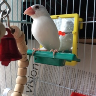 4月まれの白文鳥の里親様募集