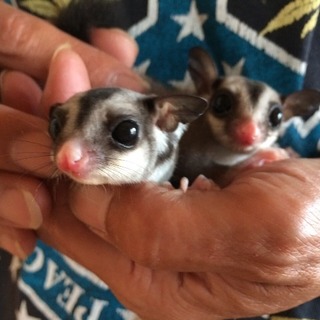 里親さま決定致しました。ご応募有難う御座いました。